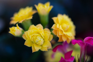 Beautiful yellow flowers. Soft focus flower on blurry background., colorful decoration design with space for text. Romantic concept