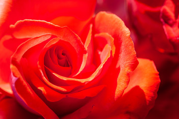 close up of red rose petals. Selective focus. Abstract blurred Flowers background..