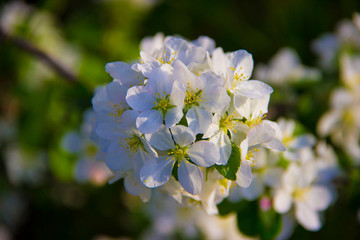 Apple tree flowers close up
