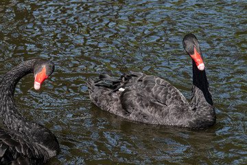 Fototapeta premium Two black swans with red beaks swim in a pond, the sun shines on the feathers