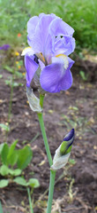 Beautiful blue iris flower in the garden.