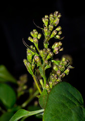 Closeup of lilac buds 