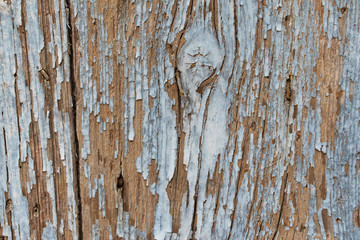 Obraz premium old wood texture