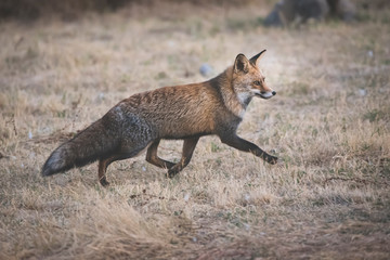 fox with winter fur in dry grass