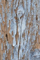 texture of old wood