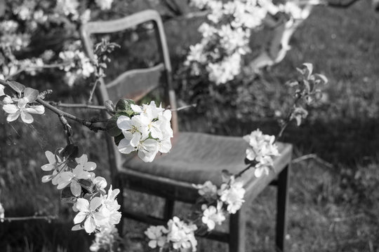 
A chair under the blossoming branches of an apple tree, a black-and-white photo with a section of colored