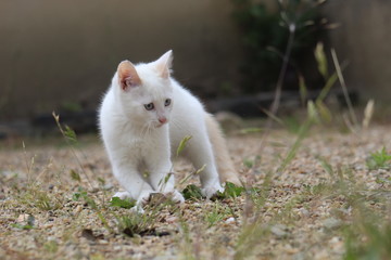 Naklejka na ściany i meble Petit chaton blanc aux yeux bleu courant et jouant sur les cailloux dans une cour