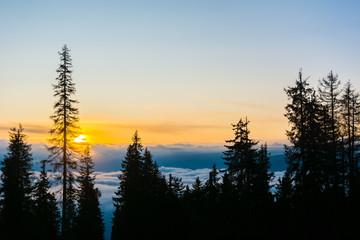 Sunset Sunbeams. Lane Running Through The Autumn Forest At Dawn Or Sunrise. Sunset Sunrise In Pine Forest Landscape. Beautiful Scenic View. Autumn Nature. Sunset and sunrise sky clouds. Old forest.