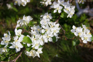 
Blooming apple tree branches in the spring garden