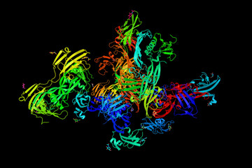 Activin receptor type-2B, a protein that in humans is encoded by the ACVR2B gene. ACVR2B is an activin type 2 receptor. 3d rendering