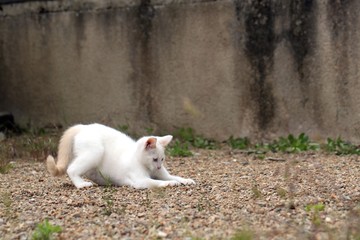Petit chaton blanc sautant et jouant sur les cailloux dans une cour