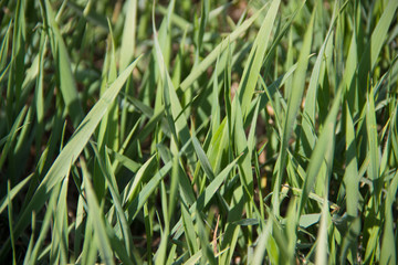 Tall lawn grass, spring fresh herbs