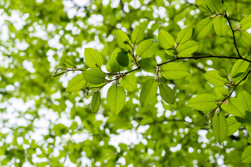 Fototapeta na wymiar Green leaves on a branch. The nature of Transcarpathia. Spring trees in the forest. Leaf tree branch in summer. Fresh spring photo. Summer. Leafing close up. Bokeh in the background. Flora of Ukraine.