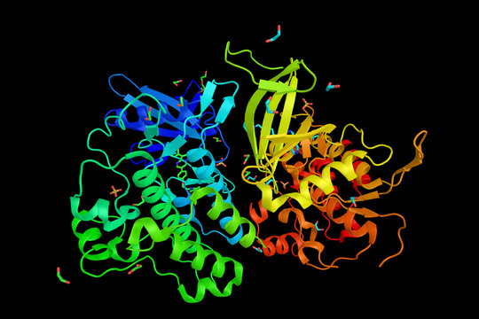 Activin Receptor Type-2A, A Transmembrane Protein And An Activin Type 2 Receptor. 3d Rendering