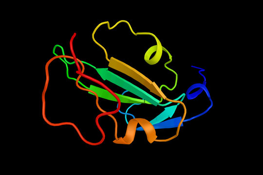 ACVRL1, a protein which shares similar domain structures with other closely related ALK or activin receptor-like kinase proteins that form a subfamily of receptor serine/threonine kinases. 3d render