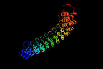 Ankyrin R, a member of ankyrins, a family of adaptor proteins that mediate the attachment of integral membrane proteins to the spectrin-actin based membrane cytoskeleton. 3d rendering