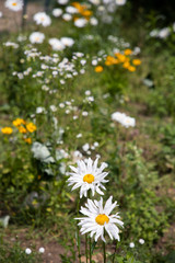 daisies in a garden