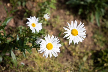 Obraz premium daisies in a garden