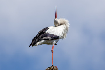 Stork standing on a branch in a funny position. The sky behind the white bird is blue