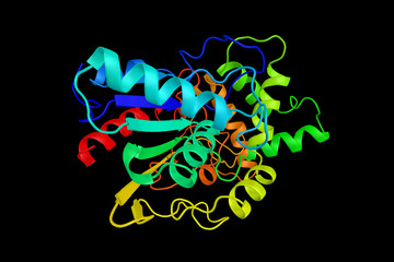 Bacterial lipase, a member of the alpha/beta hydrolase superfamily, a superfamily of hydrolytic enzymes of widely differing phylogenetic origin and catalytic function that share a common fold
