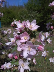 pink flowers in the garden