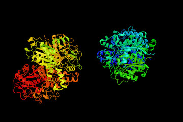 Beta-ketoacyl-ACP synthase from streptococcus pneumoniae,  an enzyme involved in fatty acid synthesis. It results in the formation of acetoacetyl ACP. 3d rendering