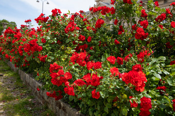flowers in the garden