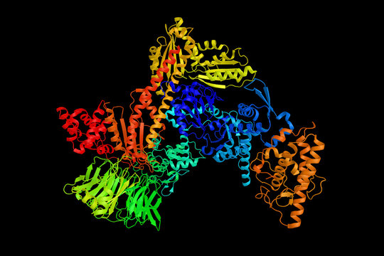 Bovine Arp2/3 Complex. Arp2/3 Complex Is A Seven-subunit Protein Complex That Plays A Major Role In The Regulation Of The Actin Cytoskeleton. 3d Rendering