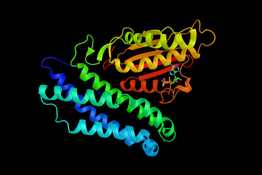 Branched chain ketoacid dehydrogenase kinase, part of the mitochondrial protein kinases family. Abnormal activity of this enzyme often leads to diseases such as maple syrup urine disease and cachexia