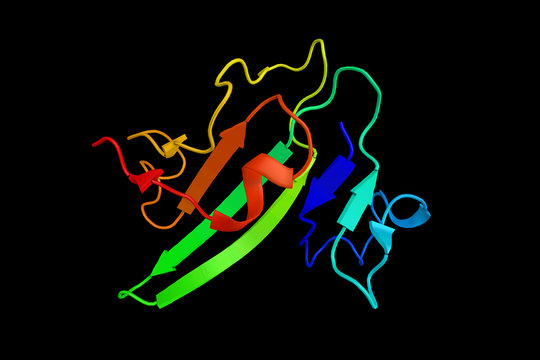 Bone morphogenetic protein receptor type II, a serine/threonine receptor kinase. It binds Bone morphogenetic proteins which are involved in paracrine signalling. 3d rendering