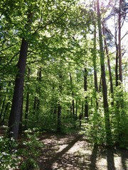 Fototapeta premium footpath in the forest