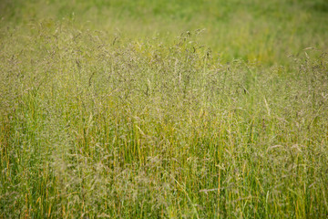 green grass background
