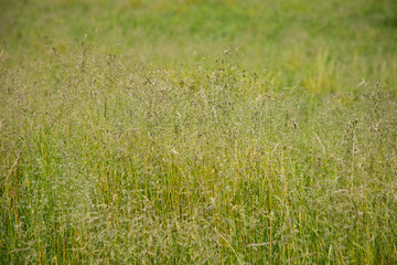 green grass background