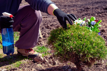 Fototapeta premium A woman treats a conifer with a protective compound.