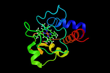The cytochrome complex, a small hemeprotein found loosely associated with the inner membrane of the mitochondrion. Transfers electrons between Complexes III and IV. 3d rendering.