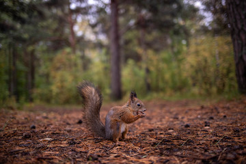 Sciurus vulgaris. Squirrel in a forest clearing. Feeding from your hand. Curious