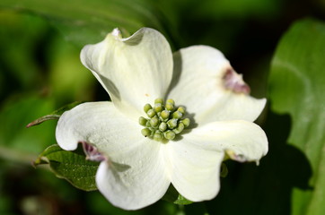 Zweig eines Blüten-Hartriegels