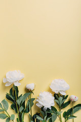 White elegant peony on the yellow background