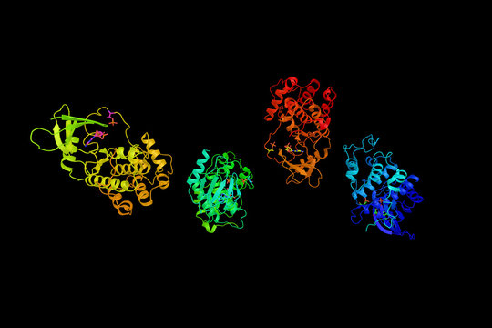 Cell division protein kinase 7, an enzyme which forms a trimeric complex with cyclin H and MAT1, which functions as a Cdk-activating kinase. 3d rendering