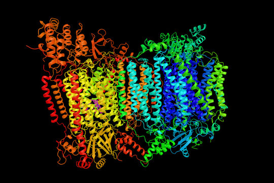 Cytochrome c oxidase, subunit Vb, a subunit of mitochondrial cytochrome c oxidase complex, an oligomeric enzymatic complex which is a component of the respiratory chain complex. 3d rendering