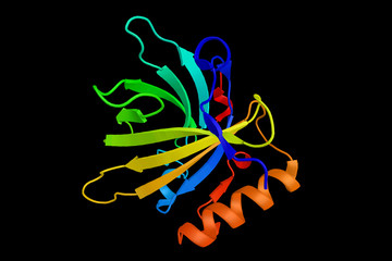 Equ c1, protein product of a horse Mup gene. Responsible for about 80% of the antibody response in patients who are chronically exposed to horse allergens. 3d rendering
