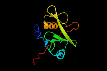Fer protein, which regulates cell-cell adhesion and mediates signaling from the cell surface to the cytoskeleton via growth factor receptors. 3d rendering