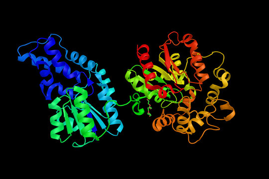 Soluble epoxide hydrolase (sEH), a bifunctional enzyme which binds to specific epoxides and converts them to the corresponding diols. Mutations have been associated with familial hypercholesterolemia