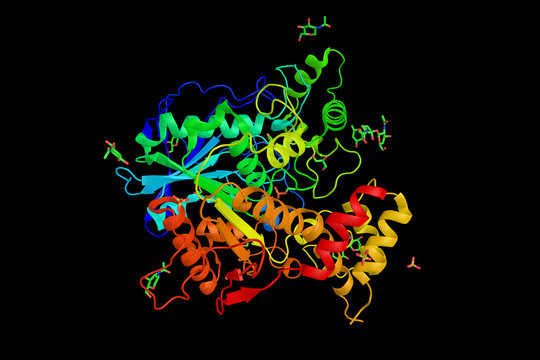 Ethylphosphorylated Butyrylcholinesterase, a member of a family of evolutionarily related proteins. 3d rendering