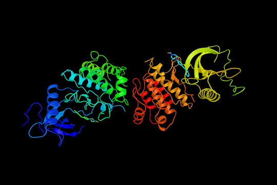 Fibroblast growth factor receptor 1, a receptor tyrosine kinase whose ligands are specific members of the fibroblast growth factor family. Has been shown to be associated with Pfeiffer syndrome