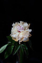 
faded flowers