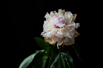 pink and white flower