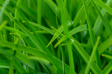 Fototapeta na wymiar stems of green grass close up on a blurry background
