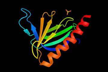 Homer protein homolog 3, a protein which has been shown to interact with TRPC1 and RYR1. 3d rendering