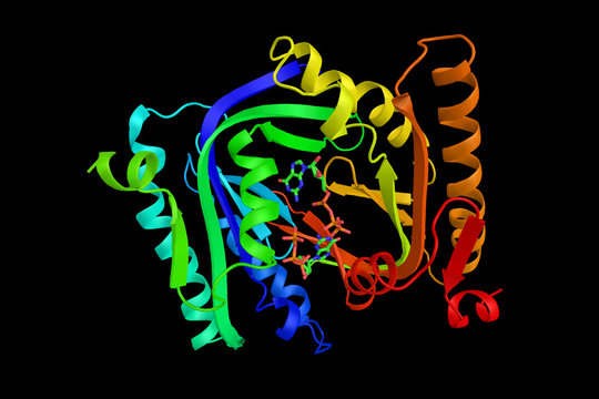 Retinal guanylyl cyclase 1, a member of the membrane guanylyl cyclase family. 3d rendering